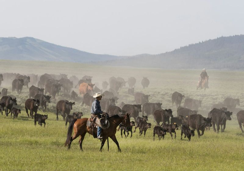 Screwworm Reaches Texas, Piling More Pressure on the US Beef Industry cover image