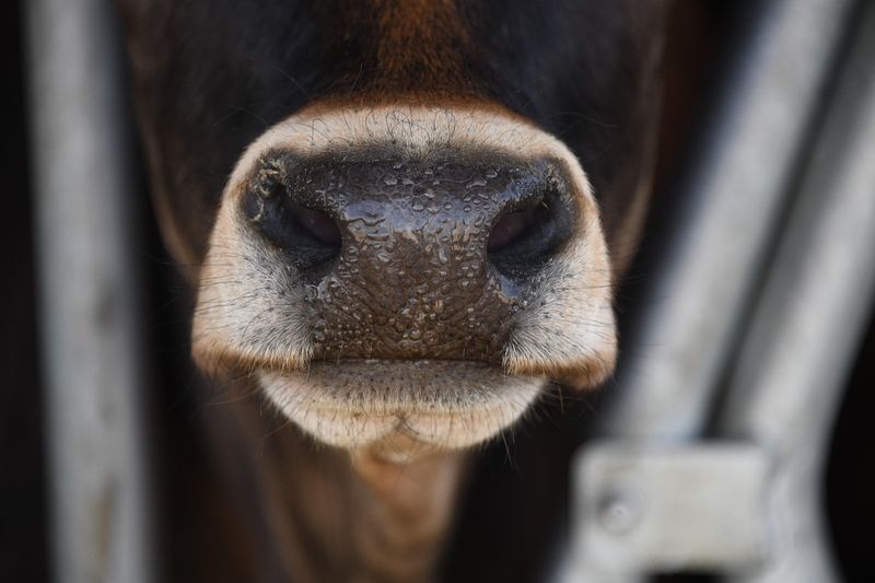 EU Updates Its Deforestation Rules: What It Means for Cattle and Beef Traders cover image