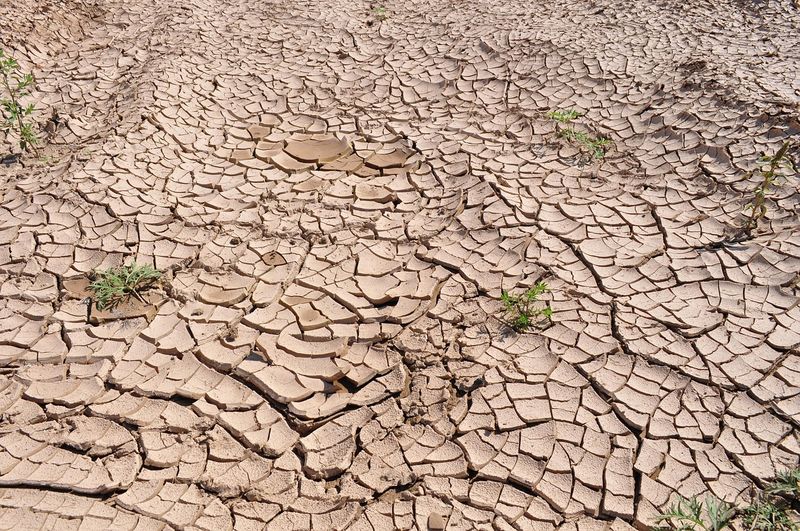 Europe's Heat and Drought Squeeze Animal Feed, and Meat Prices Could Follow cover image