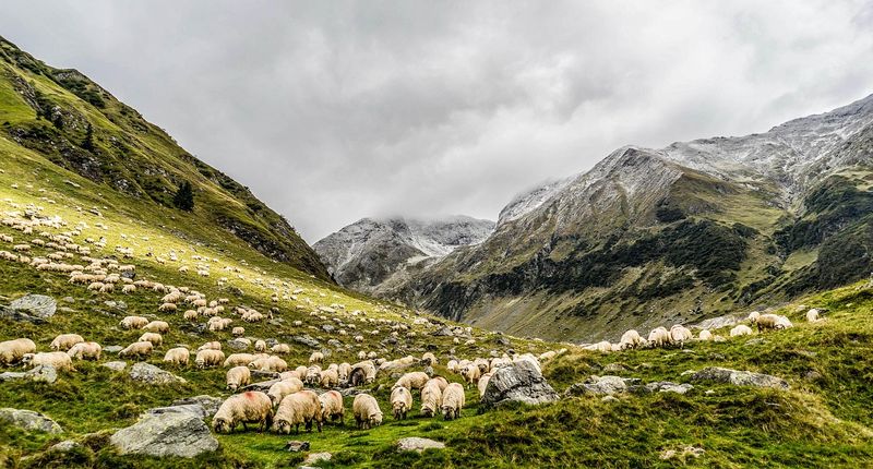 Bluetongue Spreads Again in Europe: A Warning for Sheep and Cattle Traders
