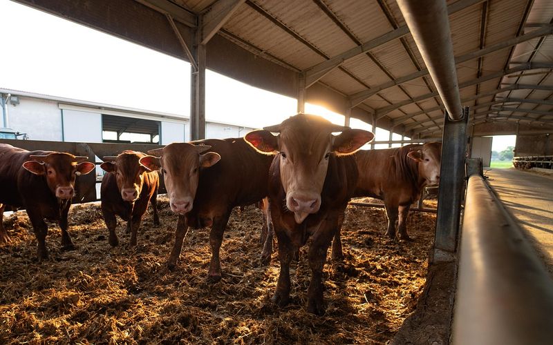 Britain Is Killing More Cattle Now, Which Is Why 2027 Looks Tight