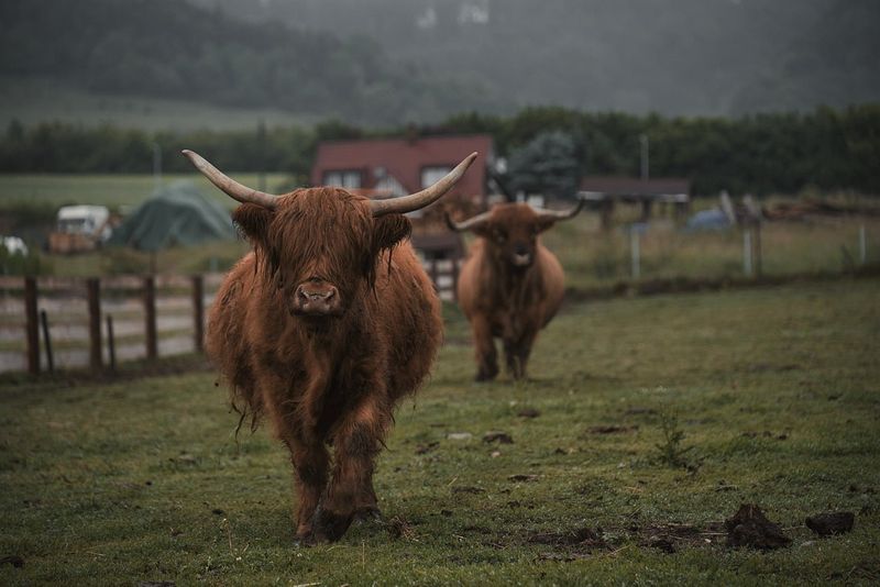 Il numero di casi di bluetongue in Gran Bretagna è ora sei volte superiore al totale della scorsa stagione