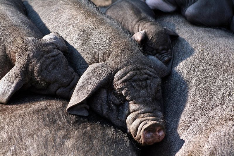 Der Schweinepreis in Deutschland liegt 47 % unter seinem Höchststand von 2023. Bei Schweinefleisch geht es jetzt um die Bilanz